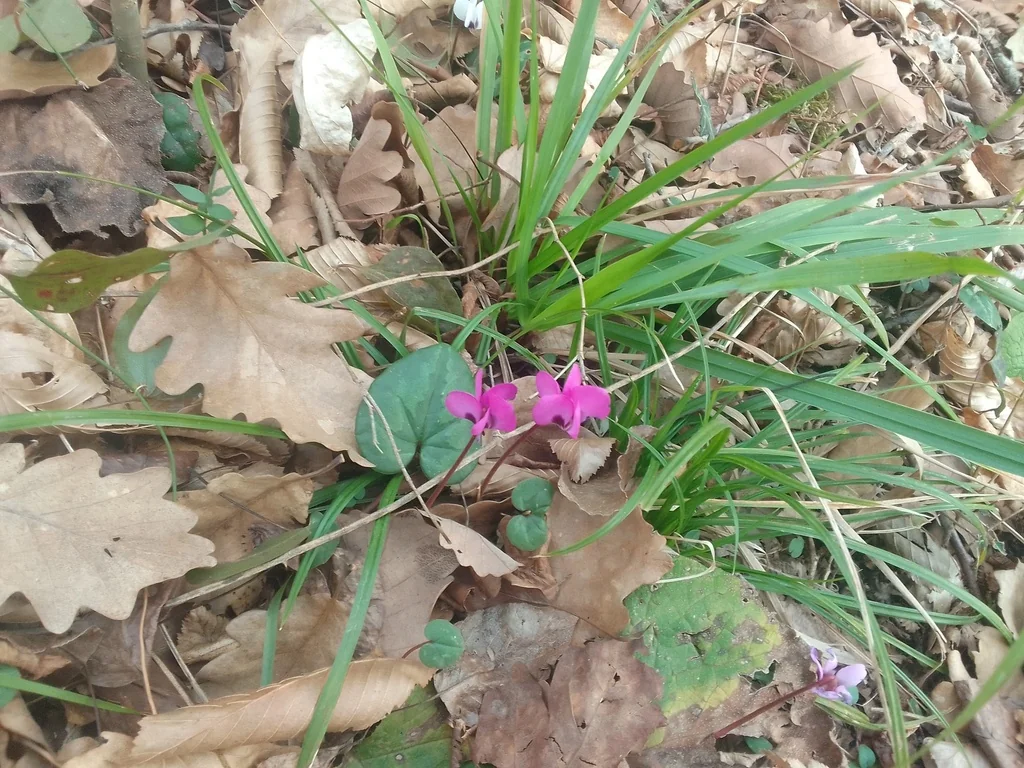 Cyclamen Coum
