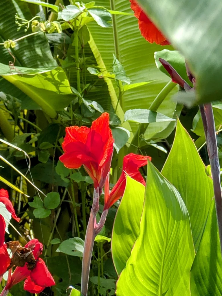 Canna generalis
