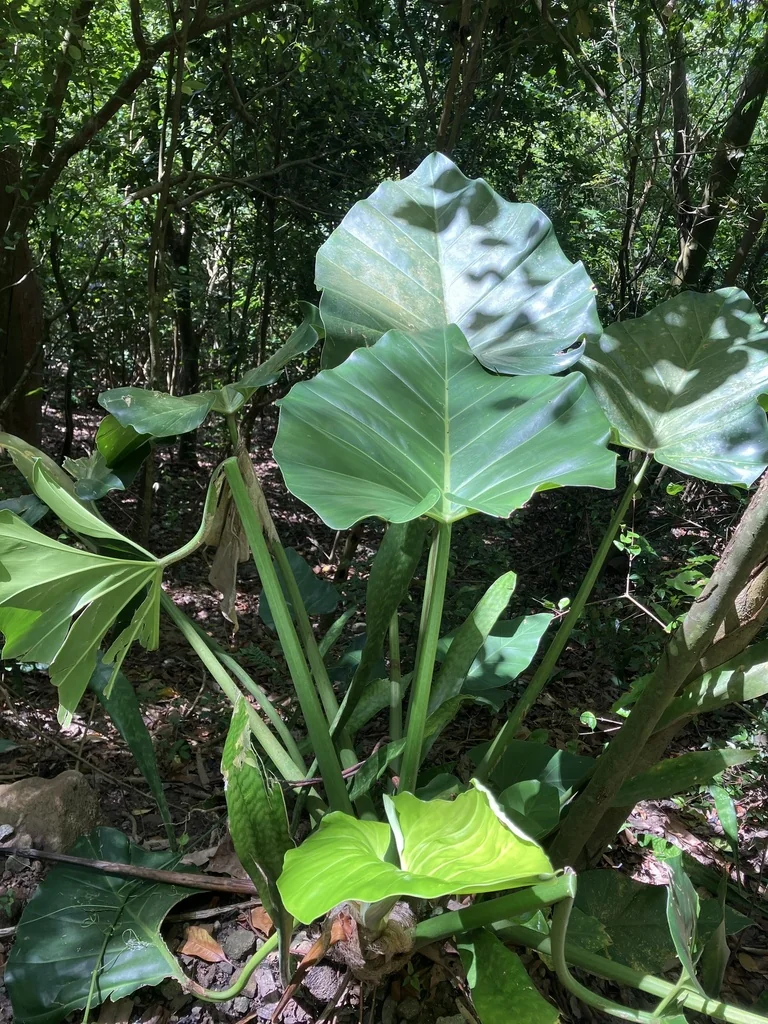 Philodendron Giganteum
