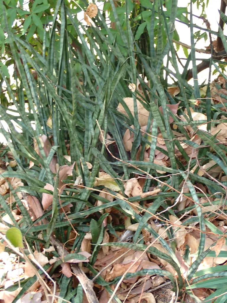 Sansevieria Trifasciata