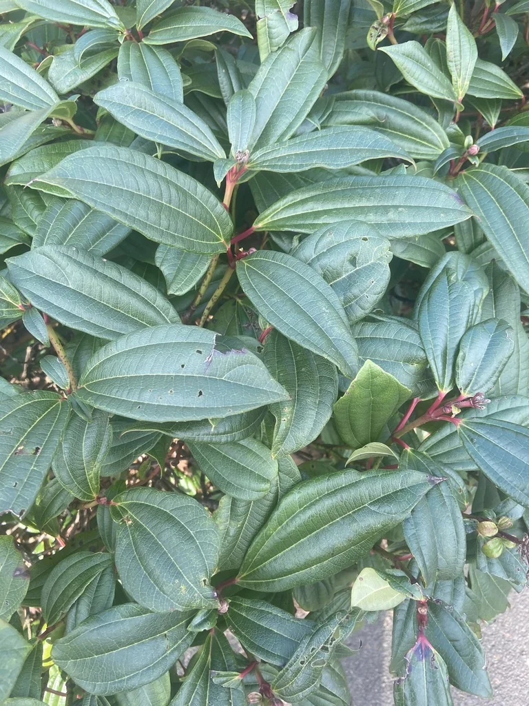 Viburnum Davidii