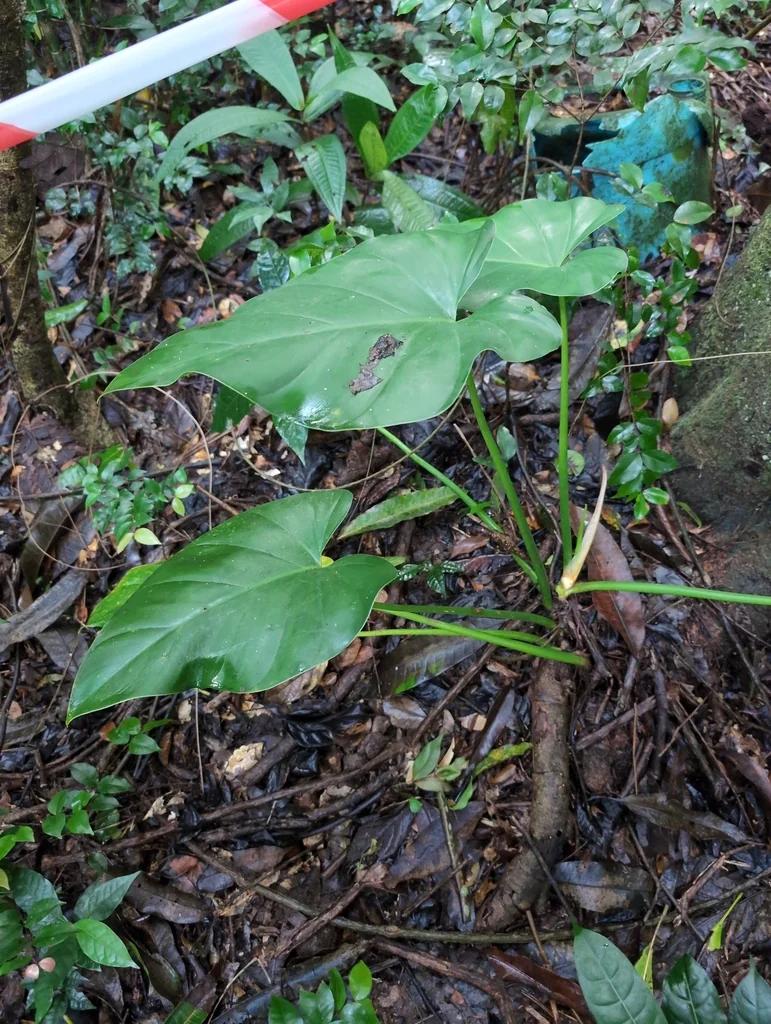 Philodendron Giganteum