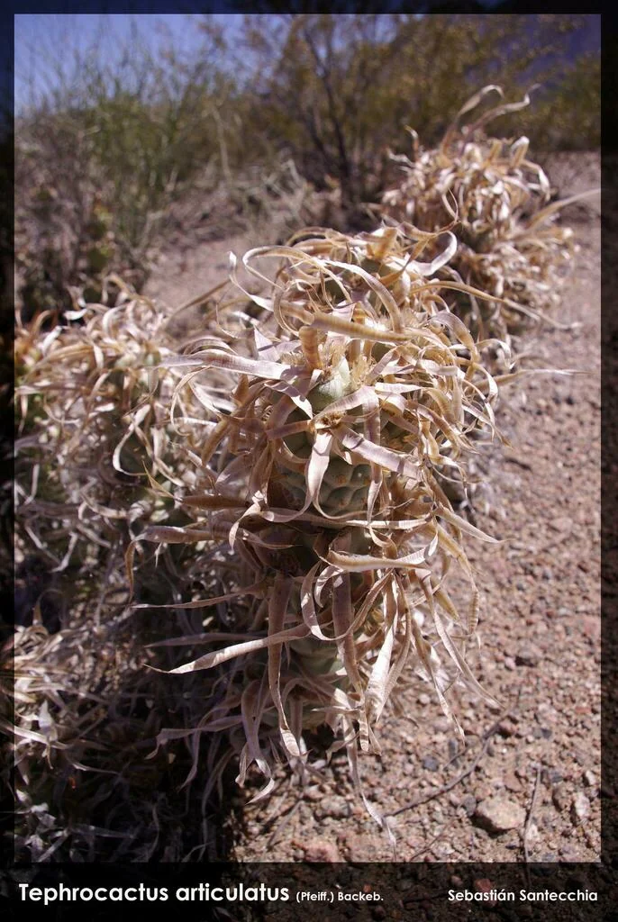 Tephrocactus Articulatus