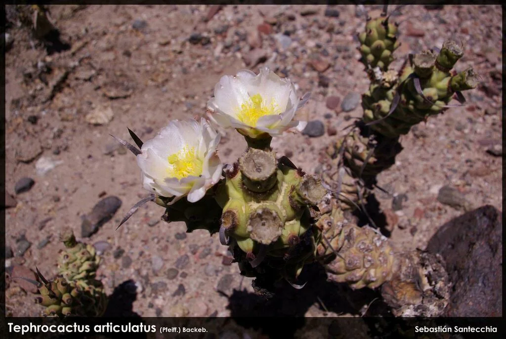 Tephrocactus Articulatus