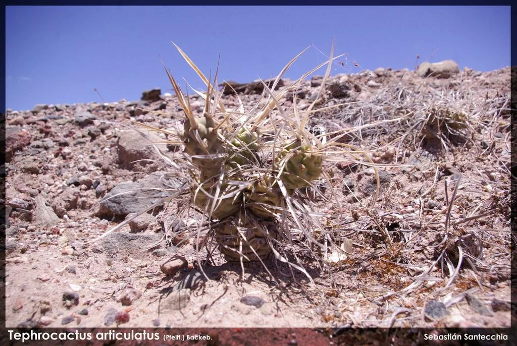 Tephrocactus Articulatus