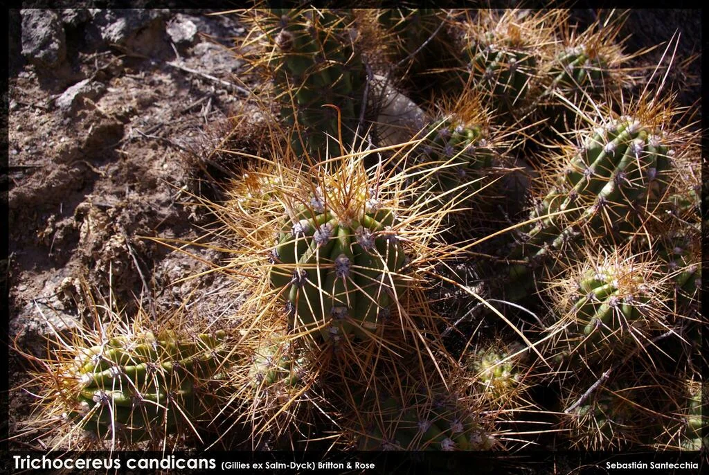 Echinopsis Candicans
