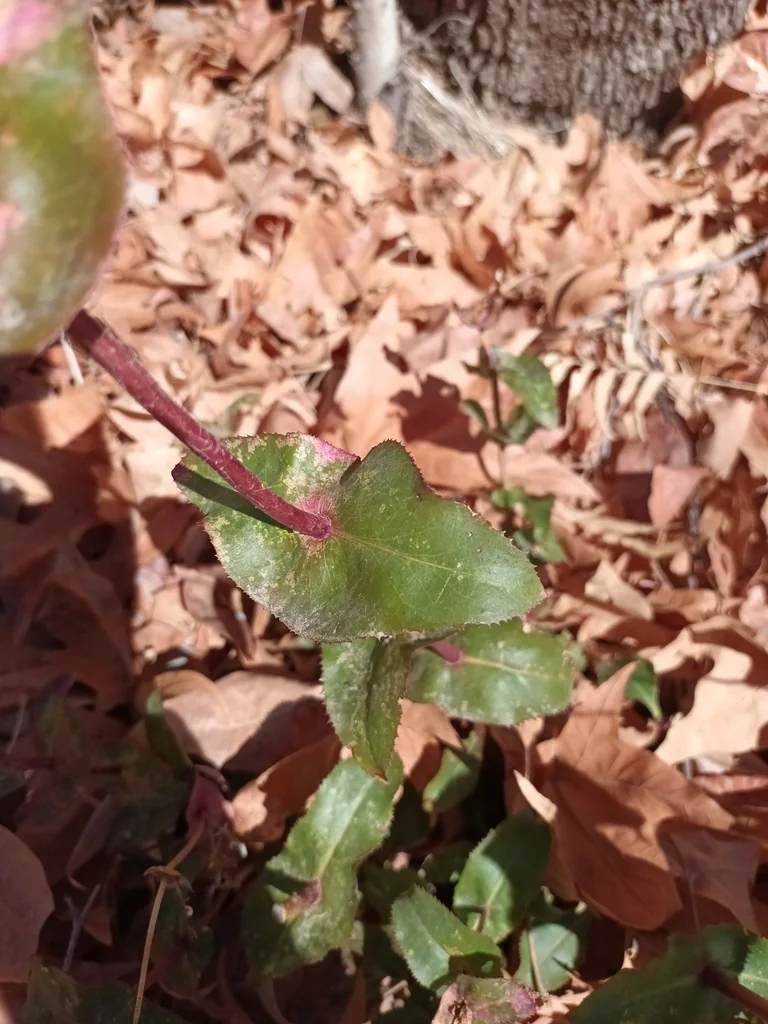 Penstemon Pseudospectabilis