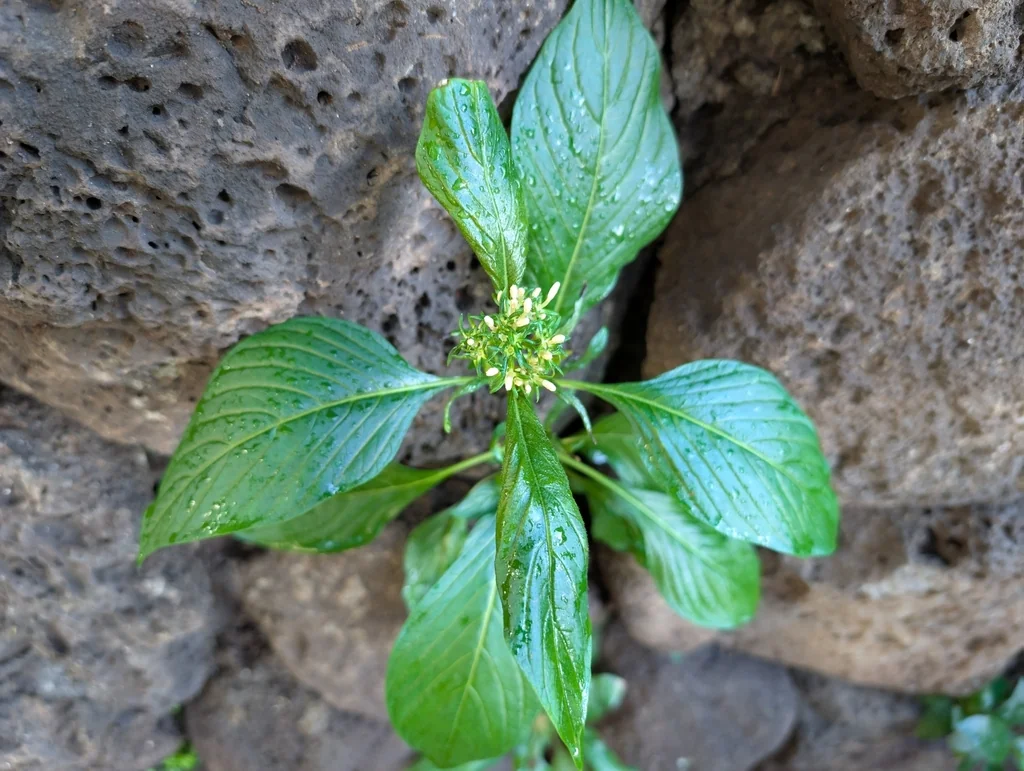 Pentas lanceolata