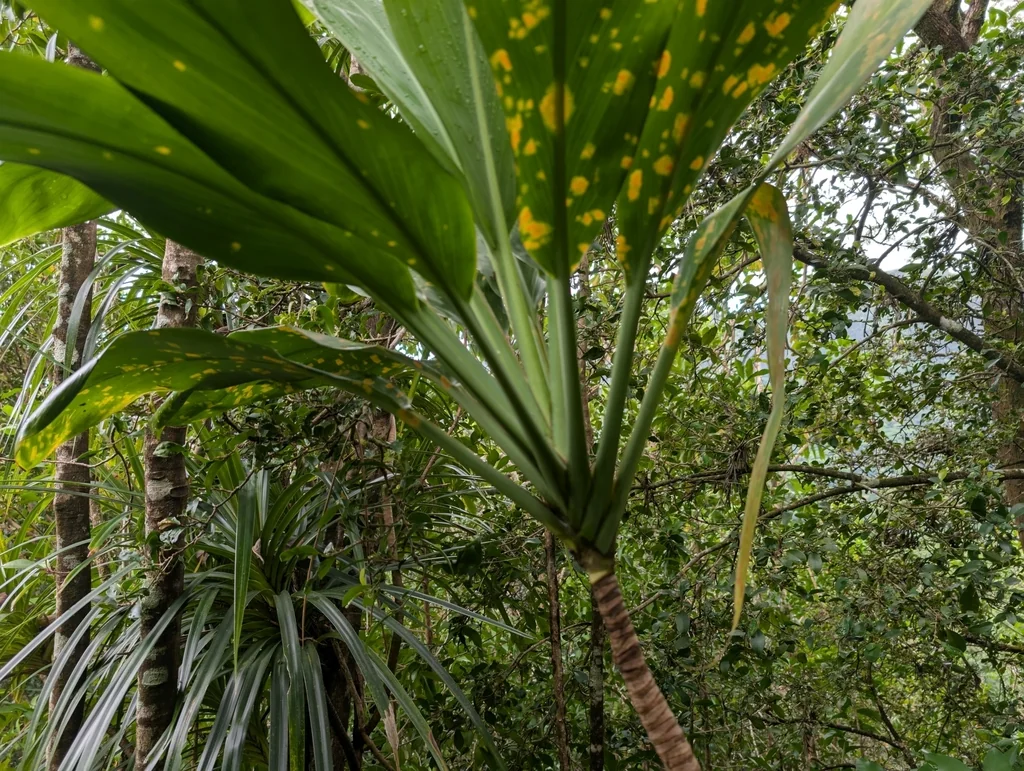 Cordyline fruticosa