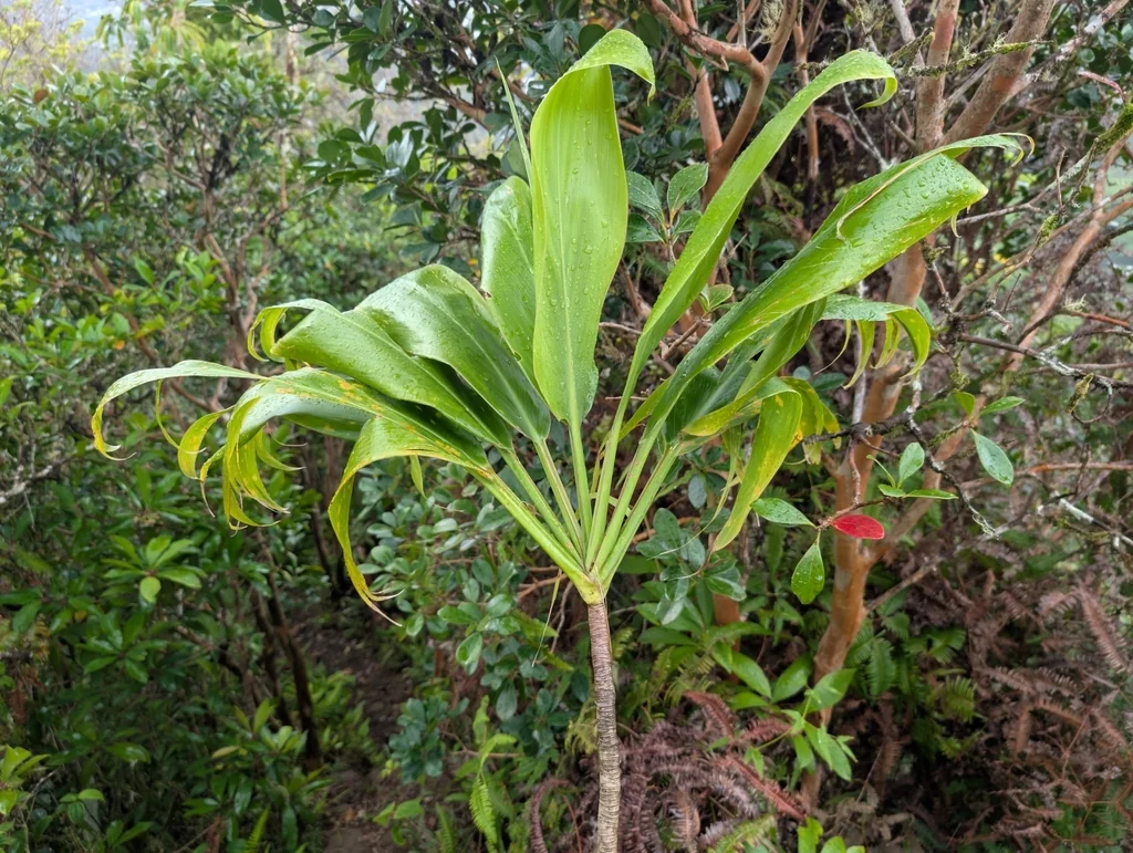 Cordyline fruticosa
