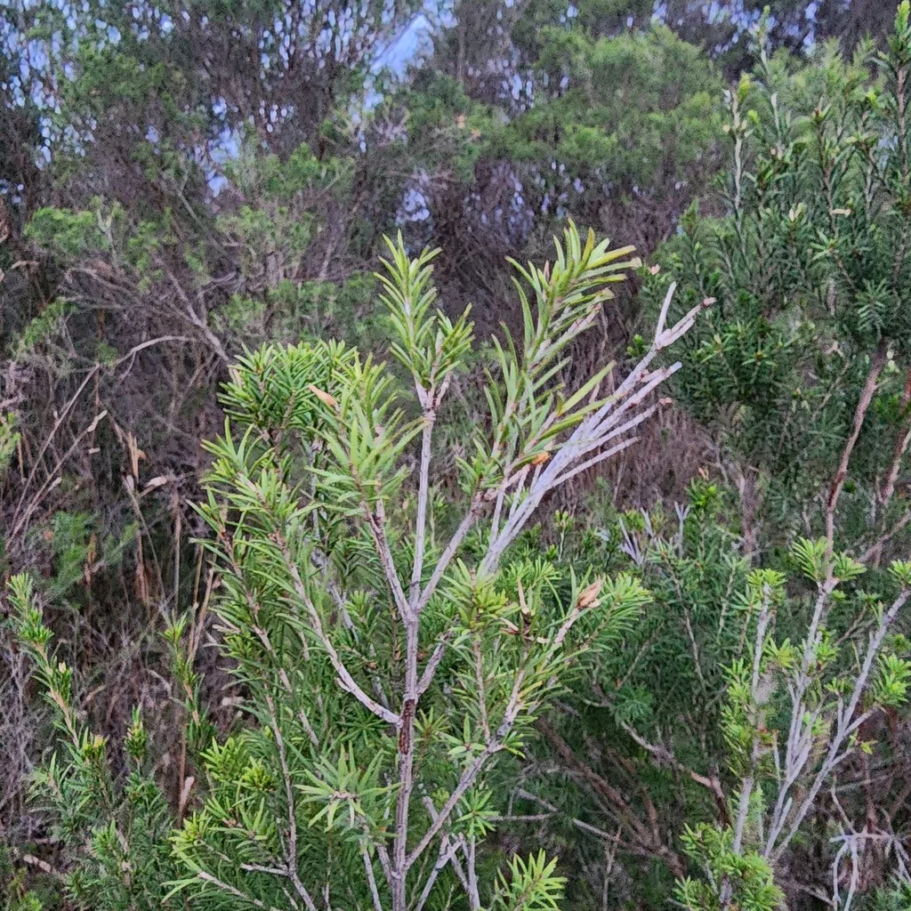 Melaleuca Ericifolia