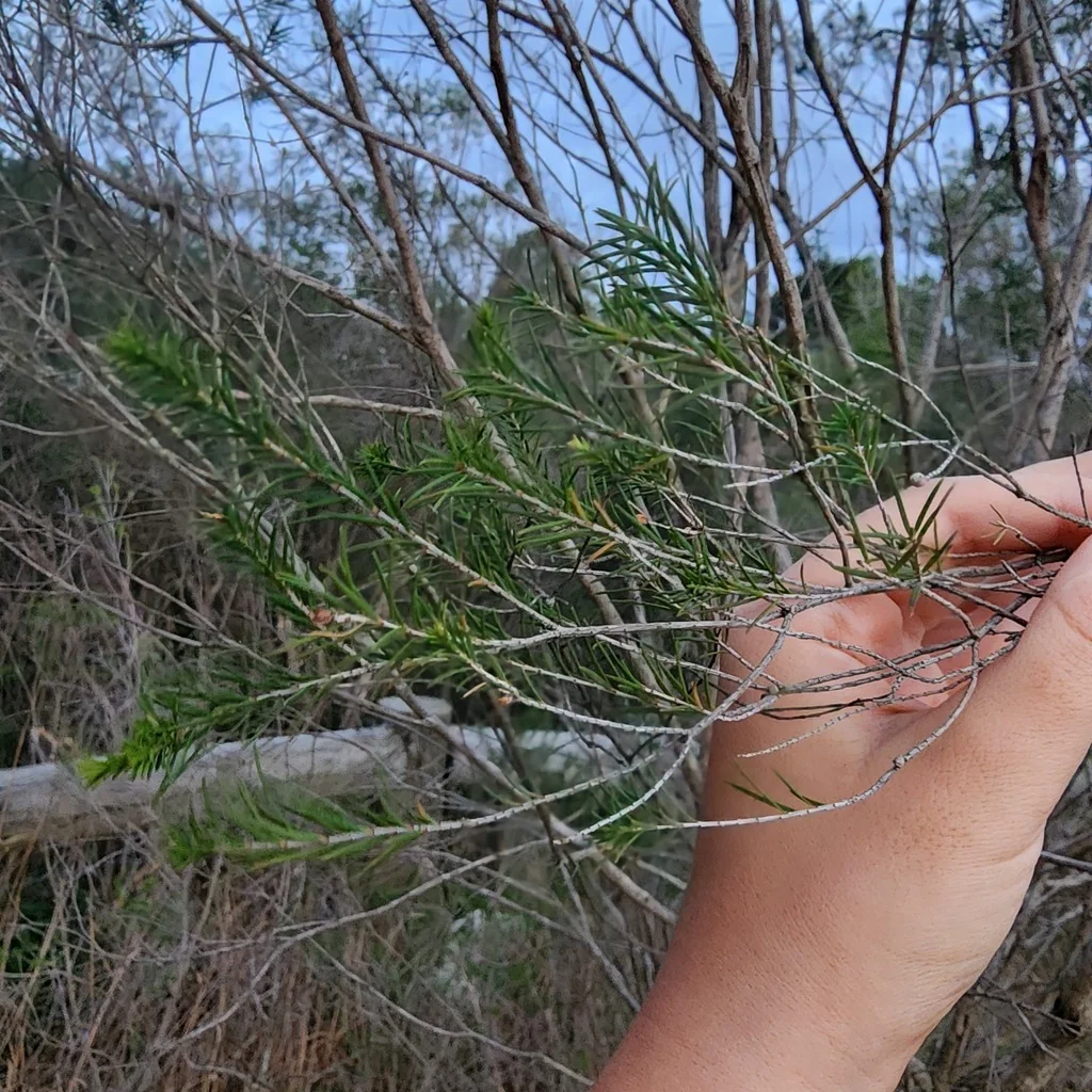 Melaleuca Ericifolia