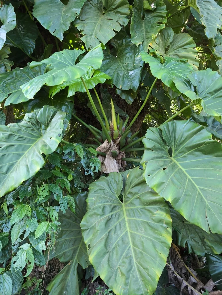 Philodendron Giganteum