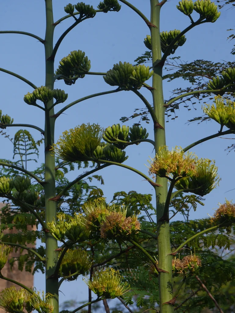 Agave Desmetiana