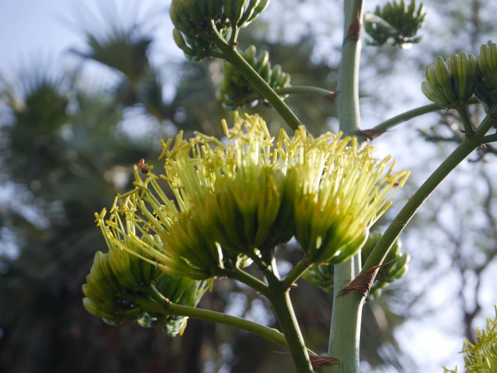 Agave Desmetiana