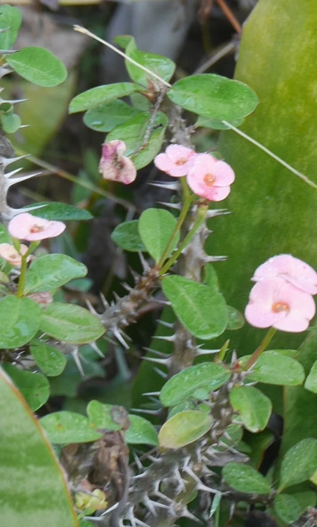 Euphorbia Milii