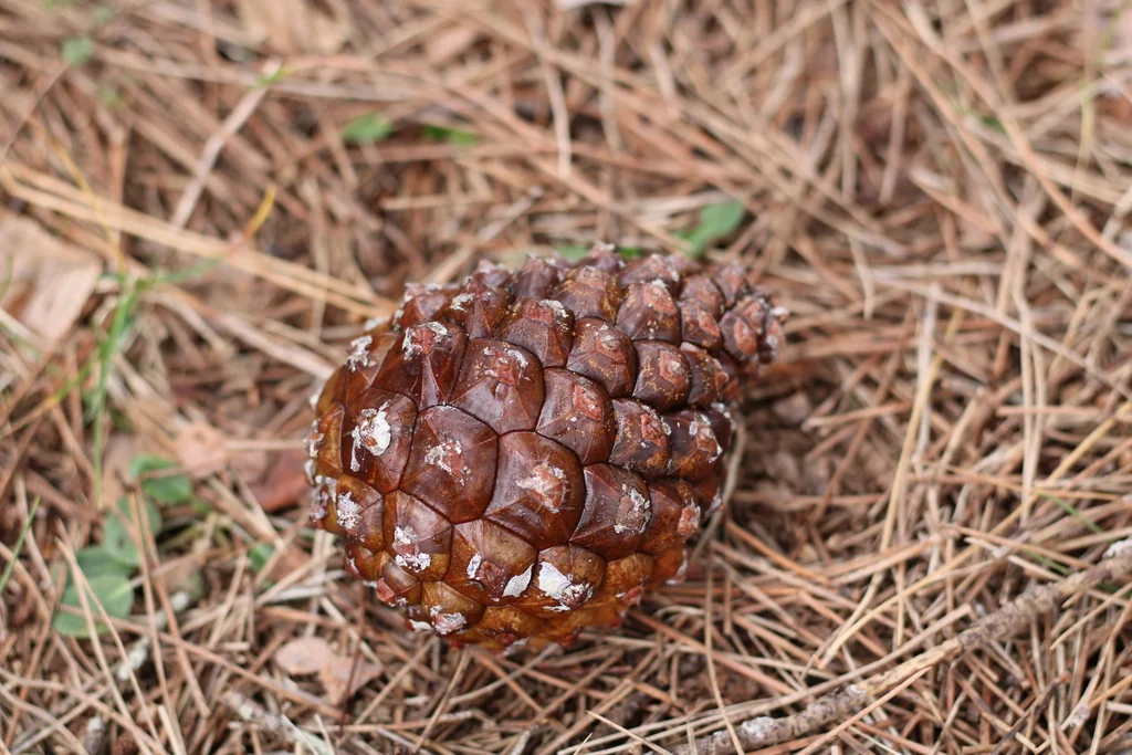 Pinus Pinea