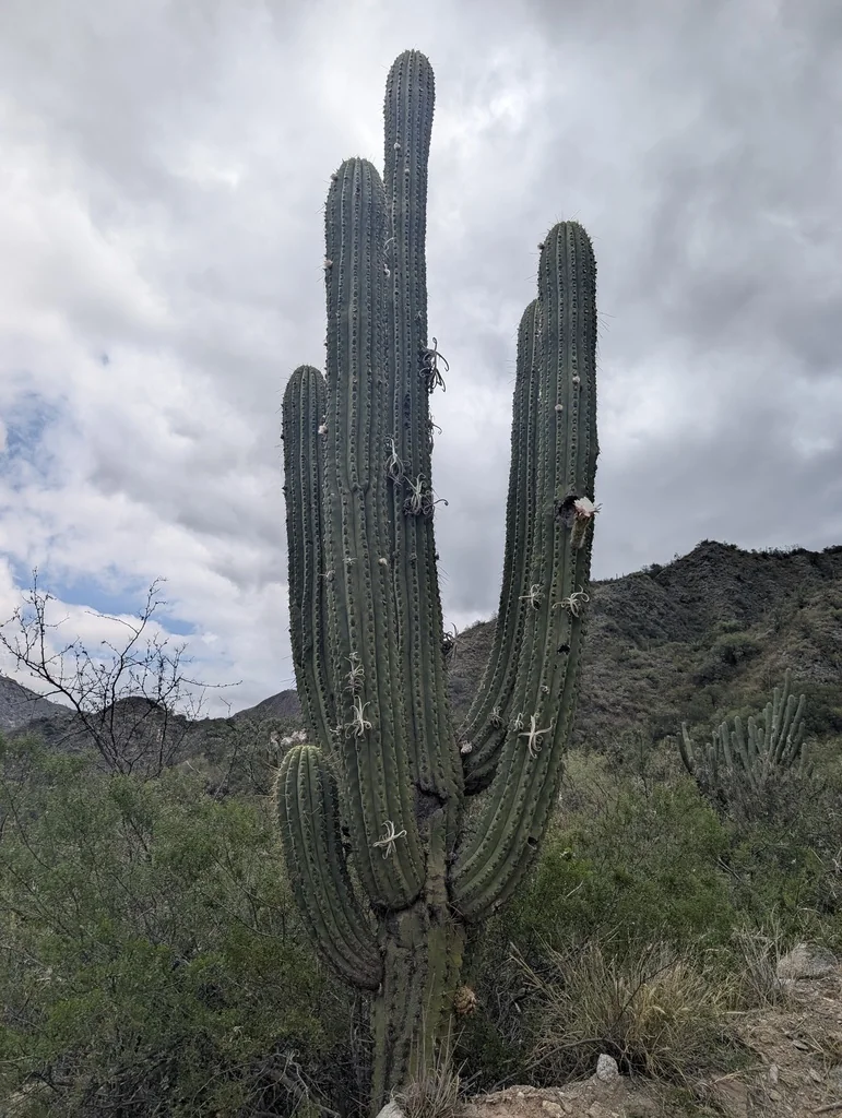 Echinopsis Terscheckii