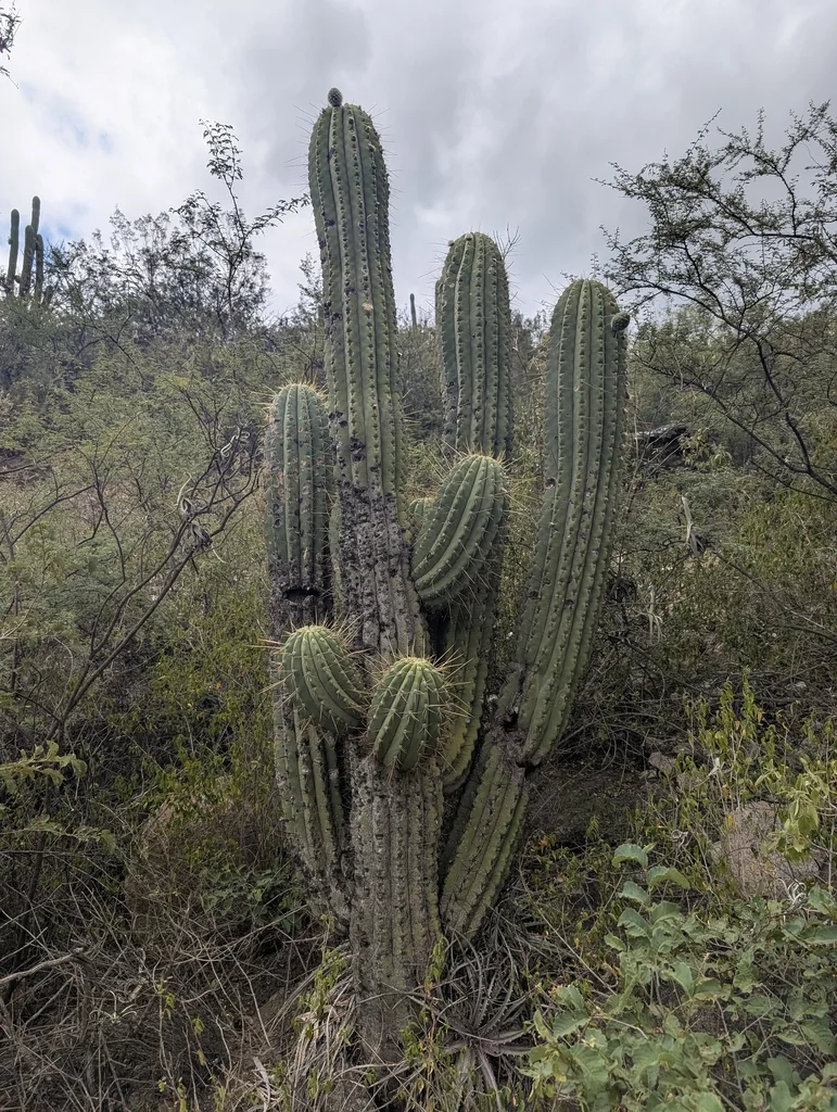 Echinopsis Terscheckii