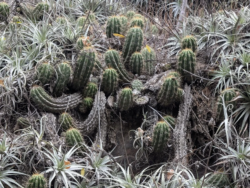 Echinopsis Candicans