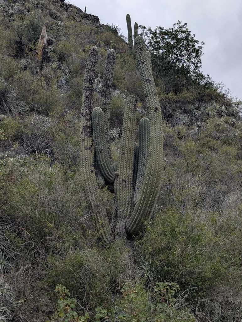 Echinopsis Terscheckii