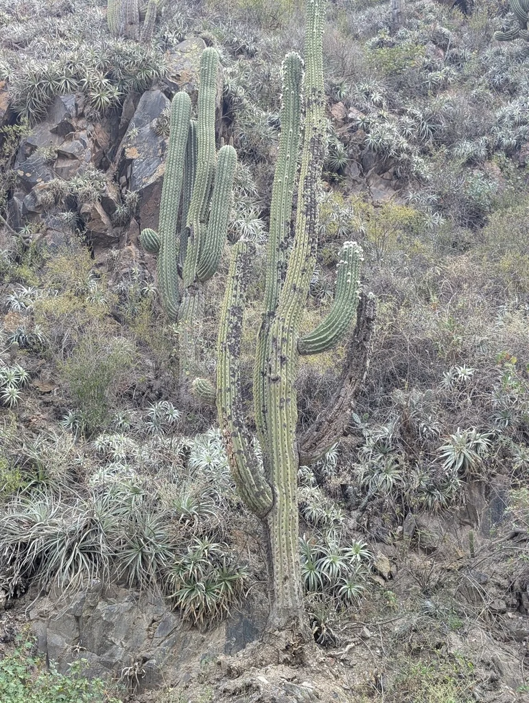 Echinopsis Terscheckii