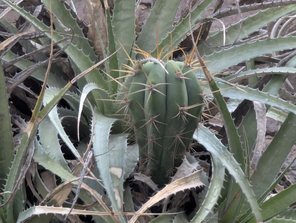 Echinopsis Terscheckii