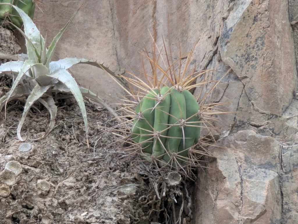 Echinopsis Terscheckii