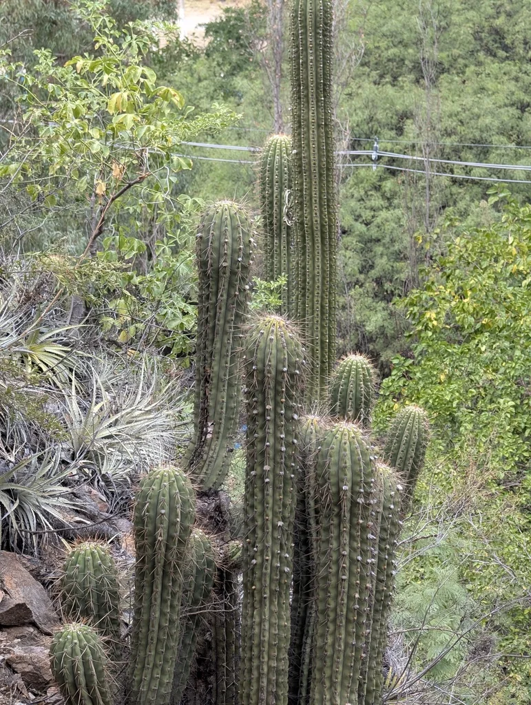 Echinopsis Terscheckii