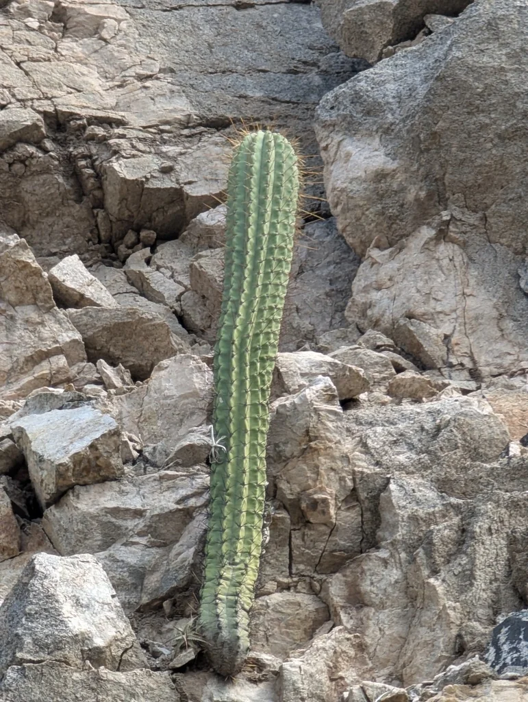 Echinopsis Terscheckii