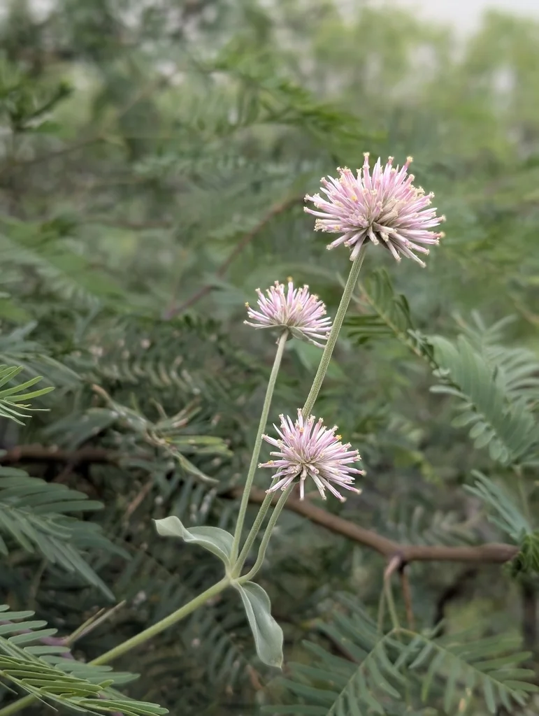 Gomphrena pulchella