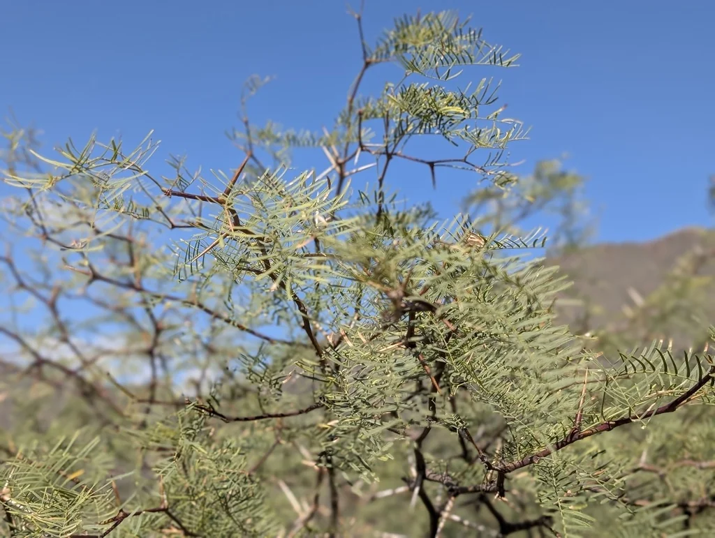Prosopis Chilensis
