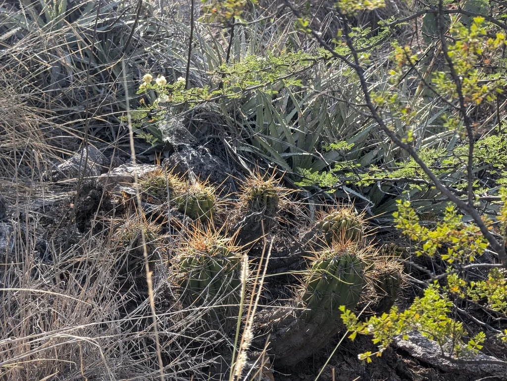 Echinopsis Candicans