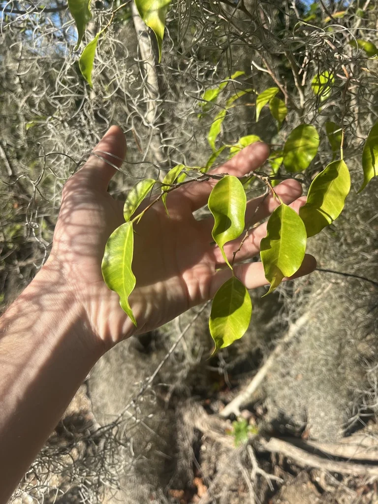 Ficus benjamina