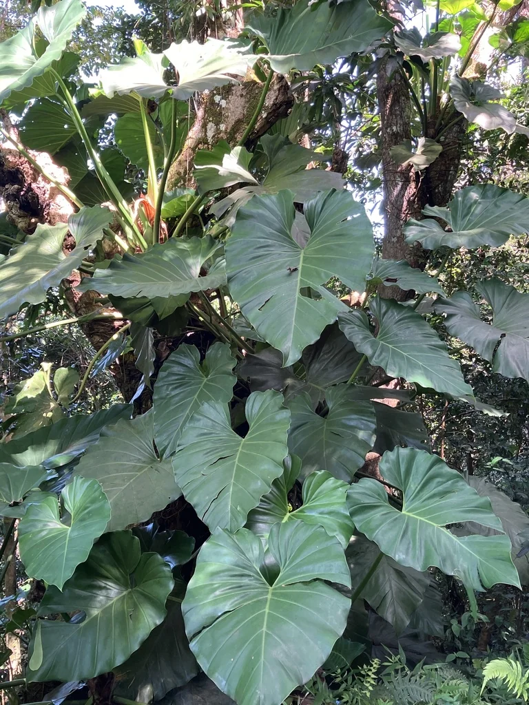 Philodendron Giganteum