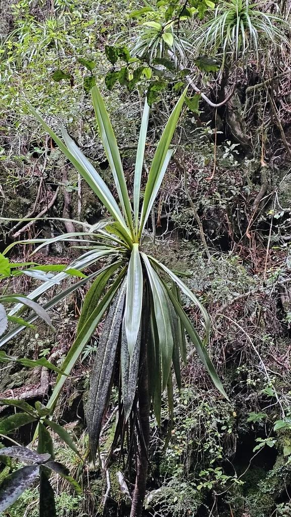 Cordyline Indivisa
