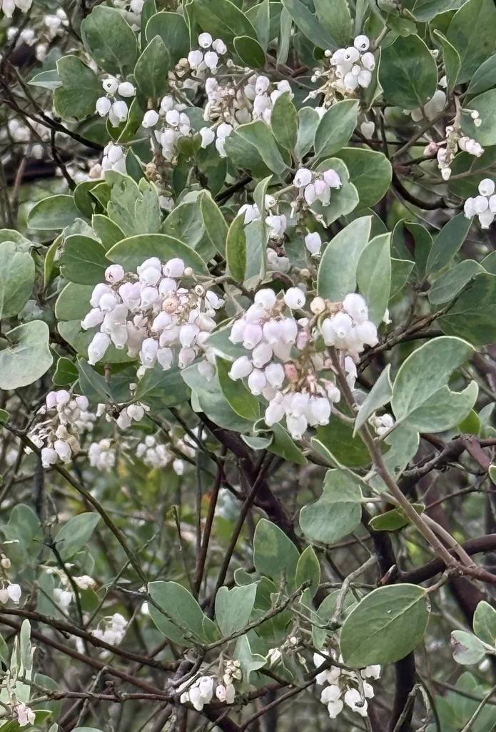 Arctostaphylos Manzanita