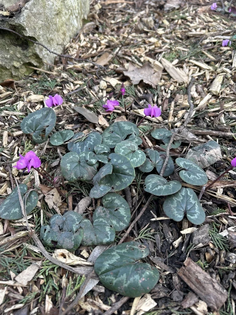 Cyclamen Coum