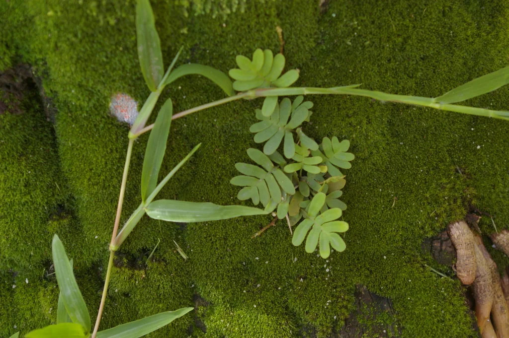 Pleopeltis polypodioides