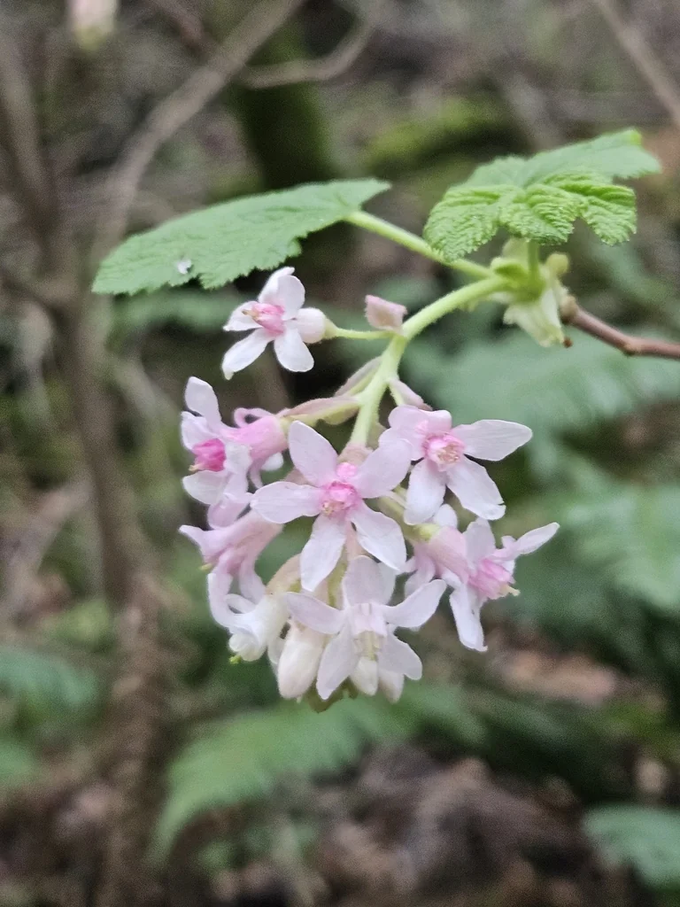 Ribes Sanguineum Glutinosum