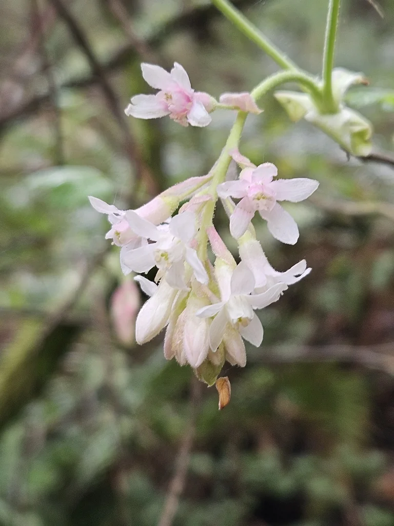Ribes Sanguineum Glutinosum