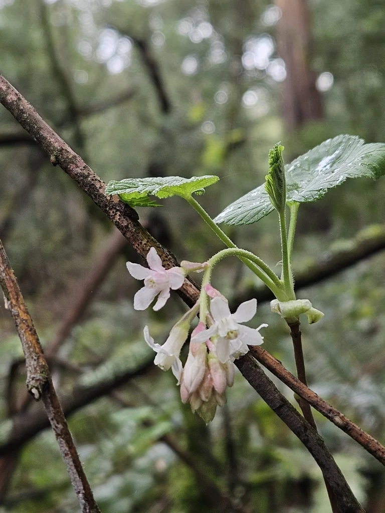 Ribes Sanguineum Glutinosum