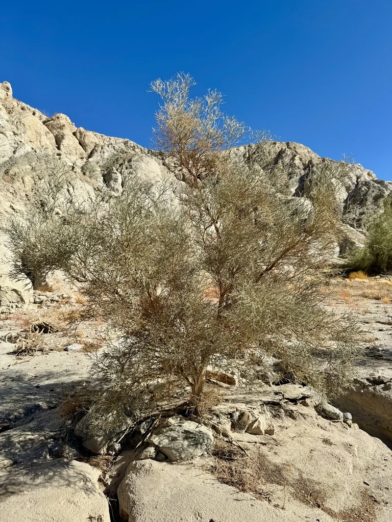 Psorothamnus Spinosus