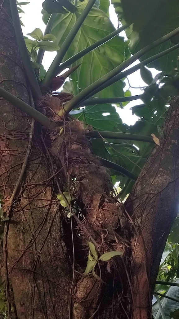 Philodendron Giganteum