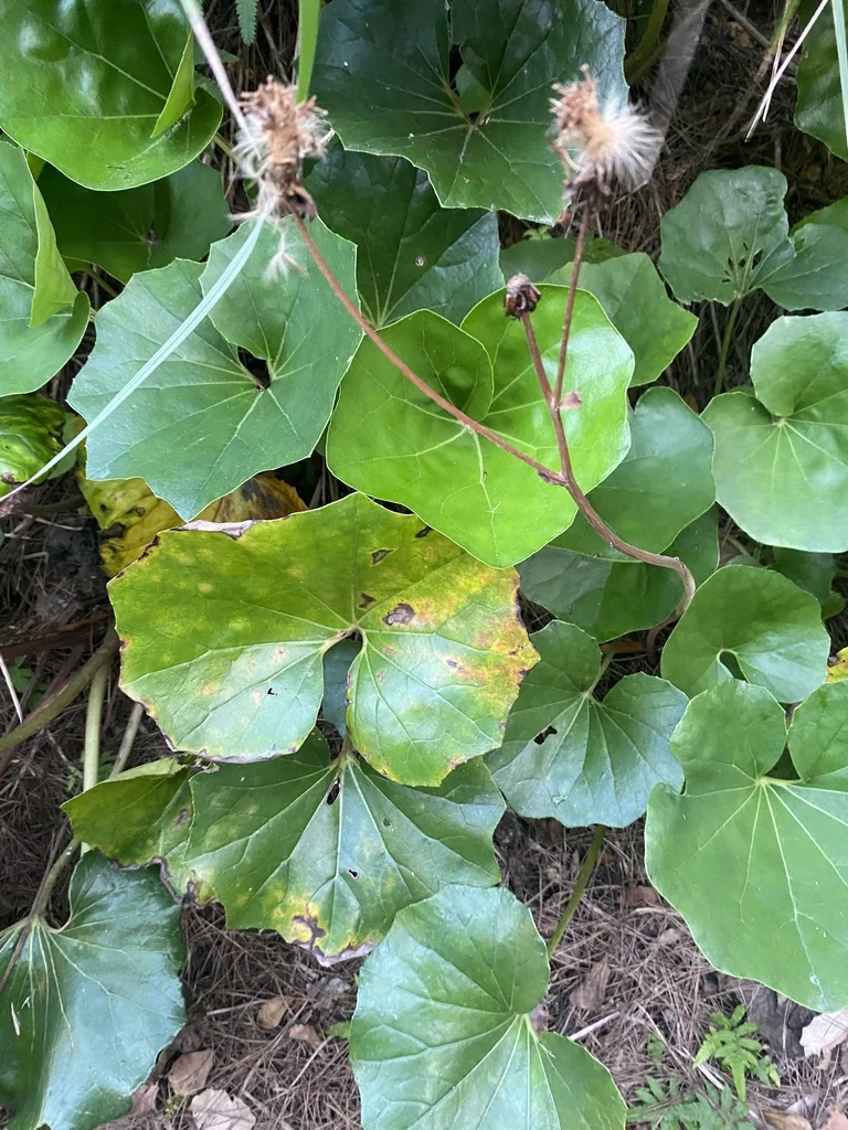 Farfugium Japonicum