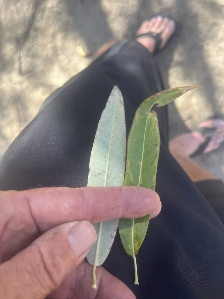 Salix Laevigata