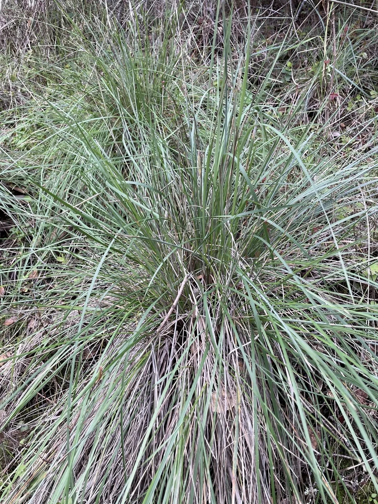 Festuca Californica