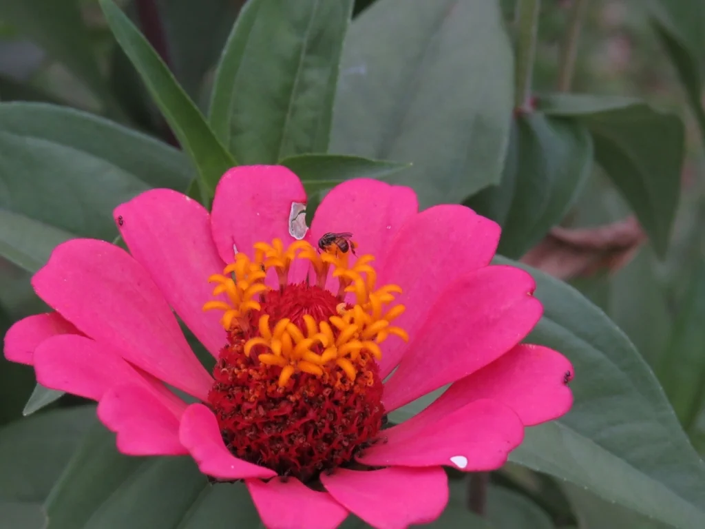 Zinnia Elegans