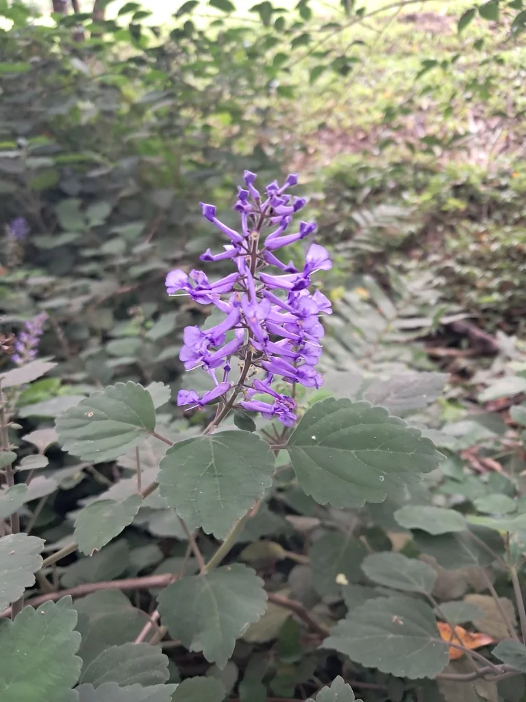 Plectranthus Zuluensis