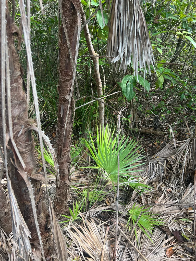 Acoelorrhaphe wrightii